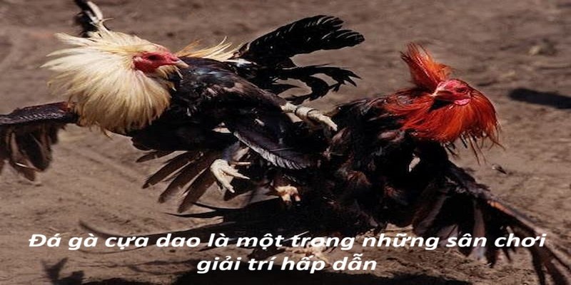 Đá gà cựa dao là một trong những sân chơi giải trí hấp dẫn