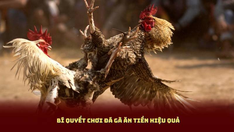 Bí quyết chơi Đá Gà Ăn Tiền hiệu quả