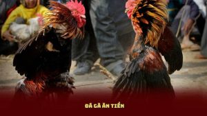 Đá Gà Ăn Tiền – Trải Nghiệm Gay Cấn Cho Người Chơi Đam Mê