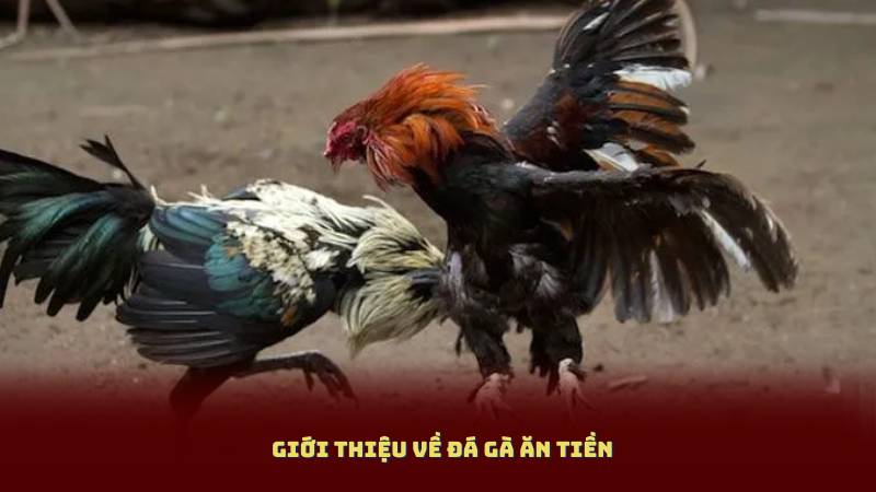 Giới thiệu về Đá Gà Ăn Tiền